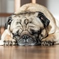 5 Weird Dog Behaviors Even Dog-Lovers Have to See to Believe