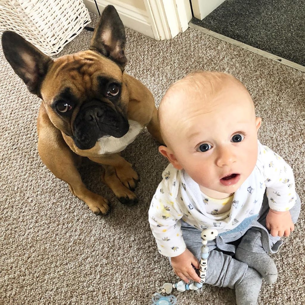 Pictures Of French Bulldogs And Babies Popsugar Family