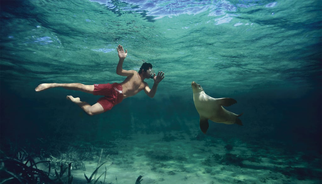 Sea Lions — South Australia