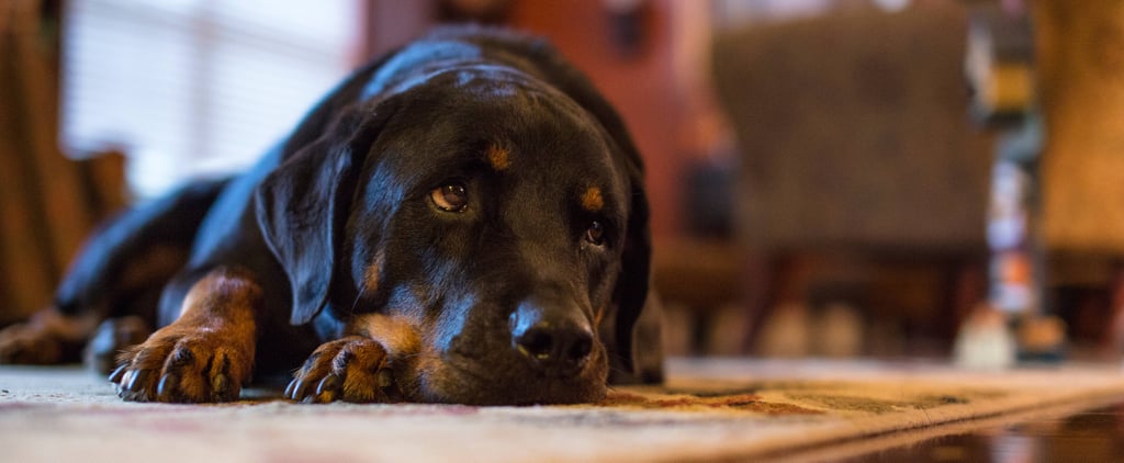 Student Writes Teacher a Poem About Her Dog