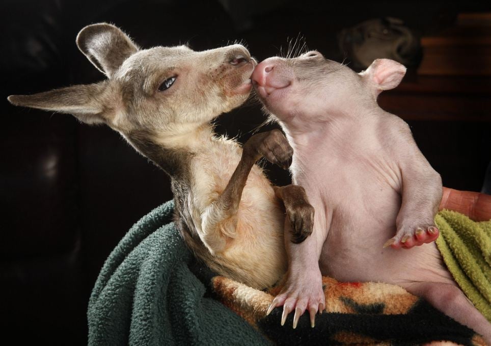 Love Down Under! This baby kangaroo immediately took to this baby wombat after they were both sadly orphaned — but now they have each other!
Source: Flickr user grindrproduct
