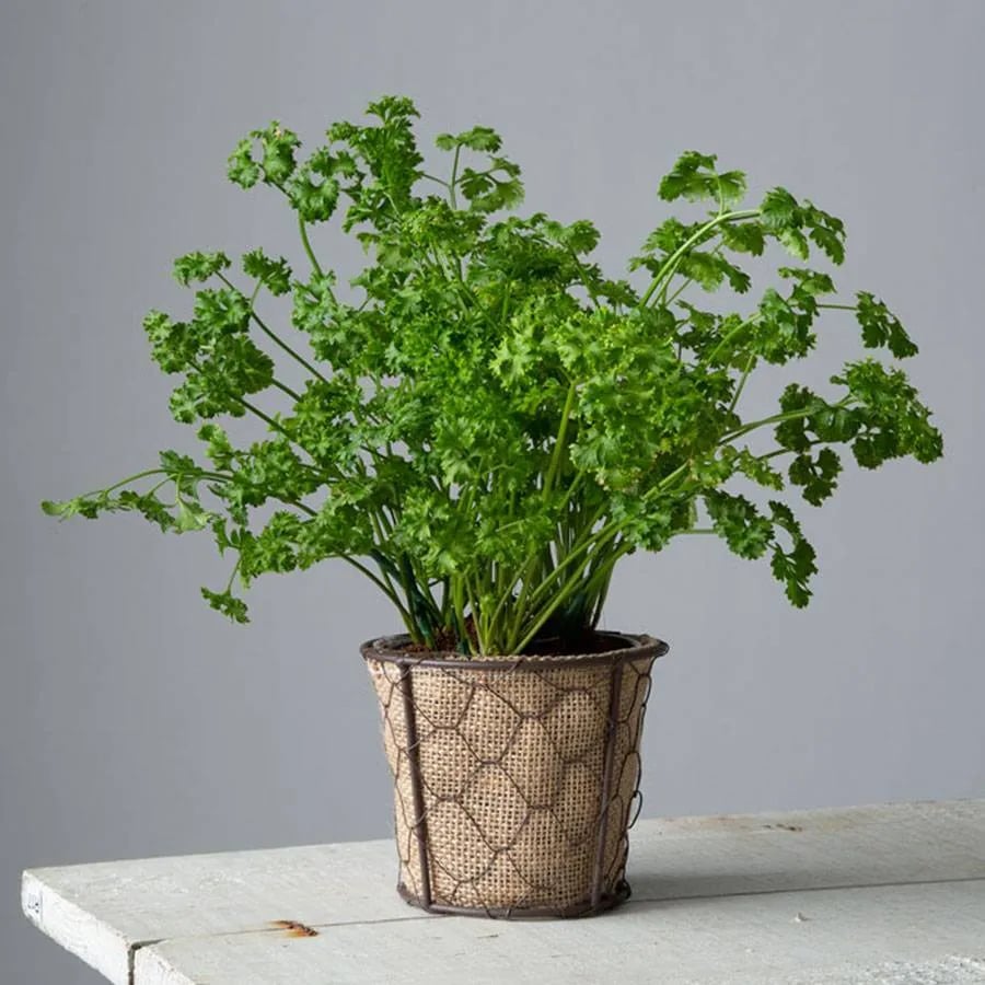 Parsley Plant