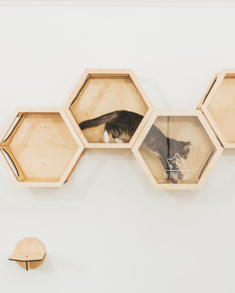 For Your Curious Kitten: Cat Wall Shelves