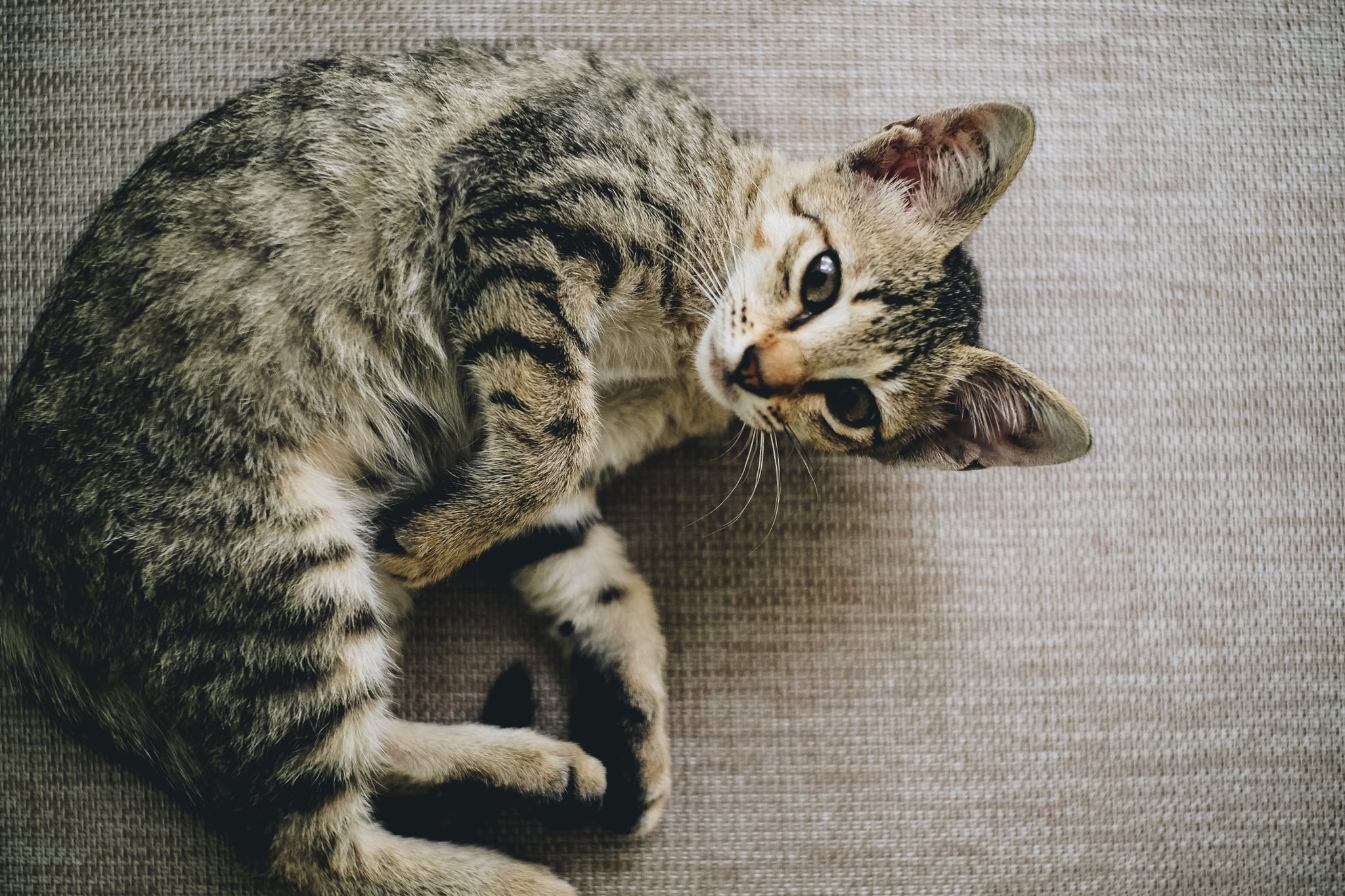 Cute Photos Of Cats And Kittens Popsugar Family