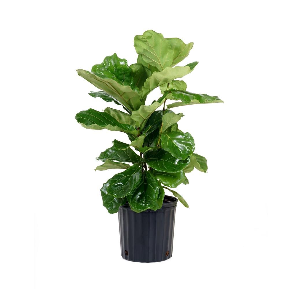 Best Trees and Plants From Home Depot   POPSUGAR Home
