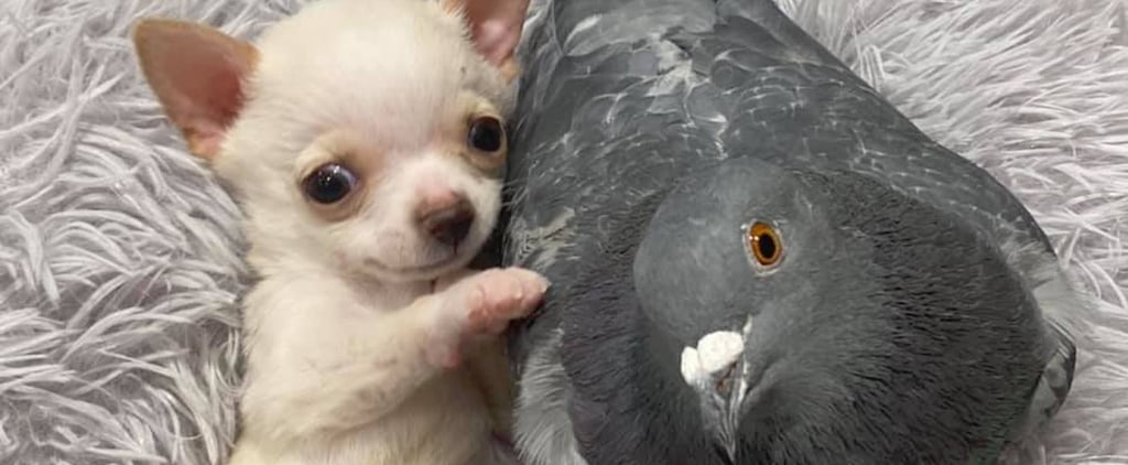 Puppy and Pigeon With Disabilities Form Unlikely Friendship