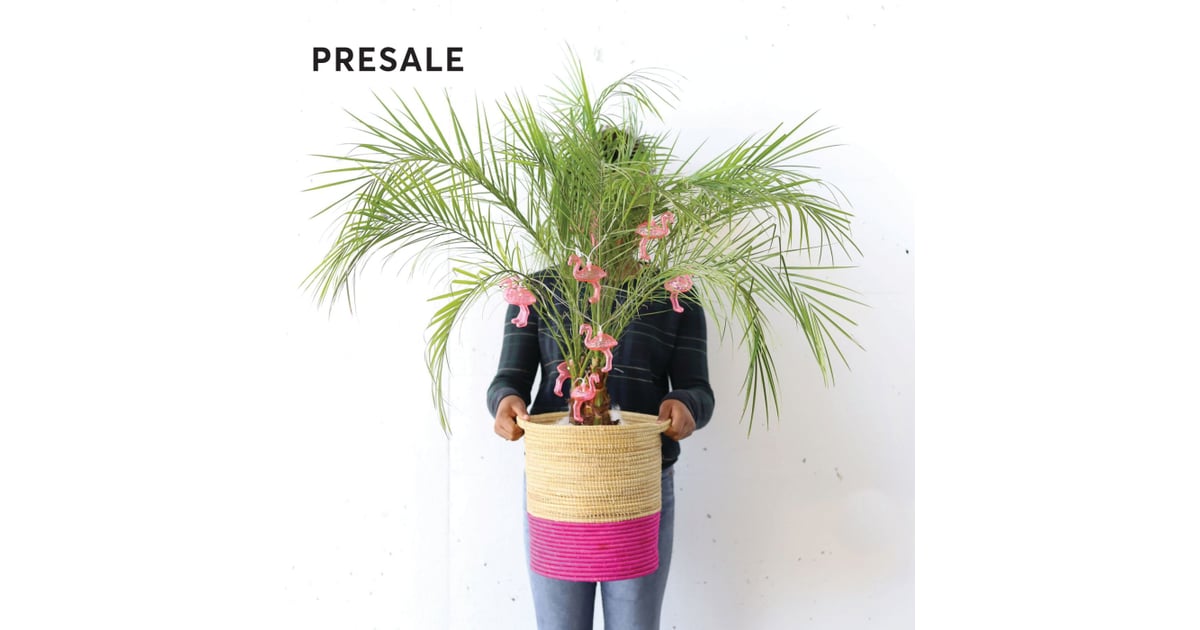 Farmgirl Flowers Out of Office Palm Best Live Tabletop Christmas