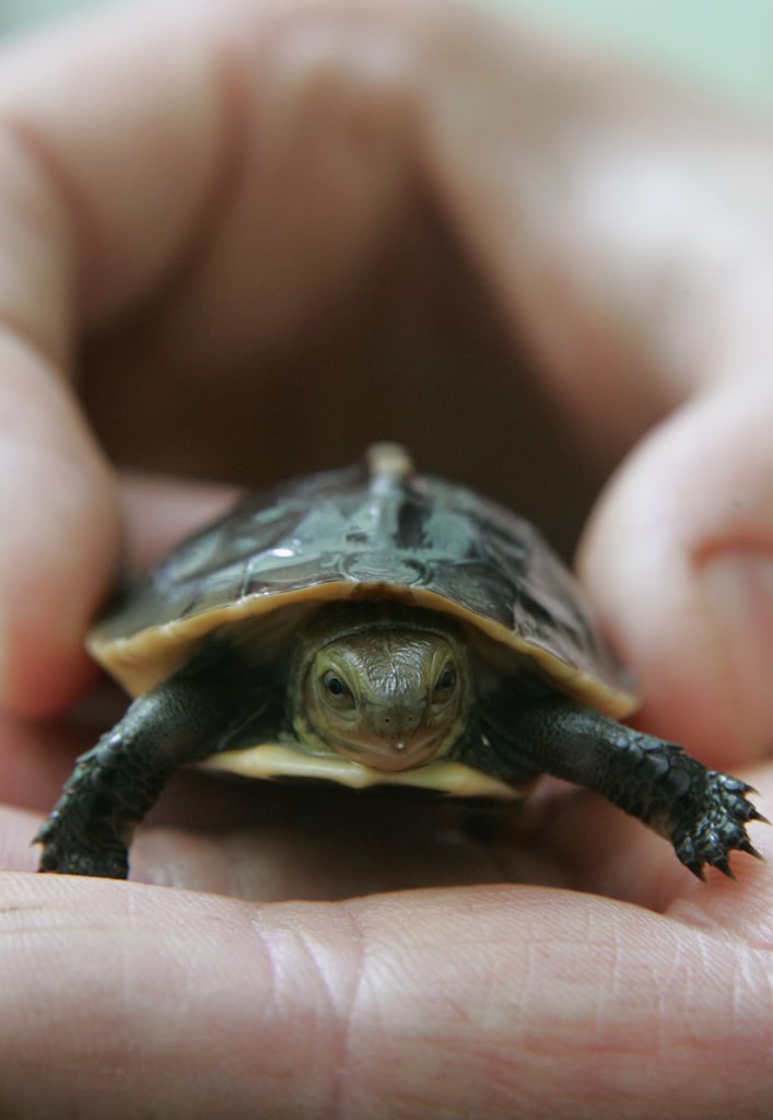 The Scoop: Endangered Chinese Box Turtle Born in Bristol