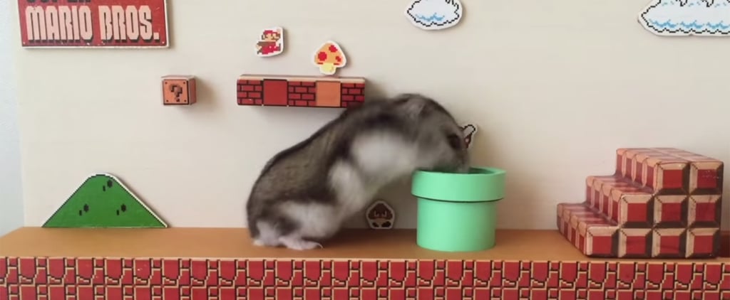 Hamster Goes Through Super Mario Bros Maze
