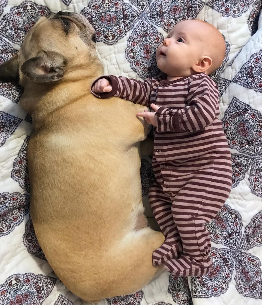 Pictures of French Bulldogs and Babies