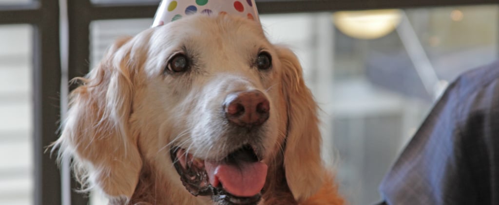 Birthday Party For Sept. 11 Rescue Dog