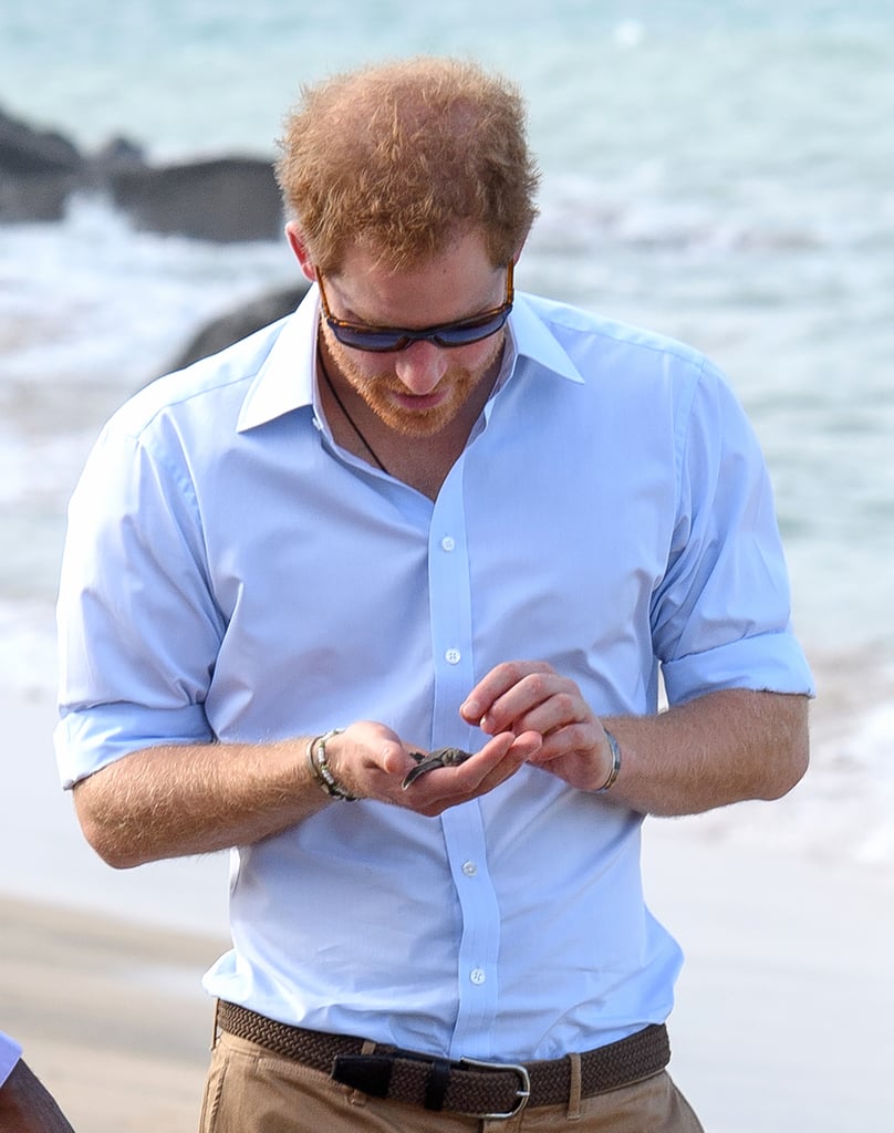 Prince Harry With Turtles in the Caribbean 2016