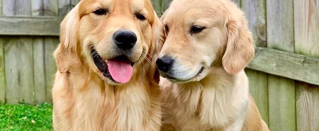 Golden Retriever Pregnancy Announcement