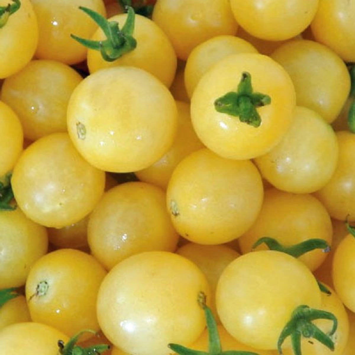 Where to Buy Tomato Plants Online POPSUGAR Home