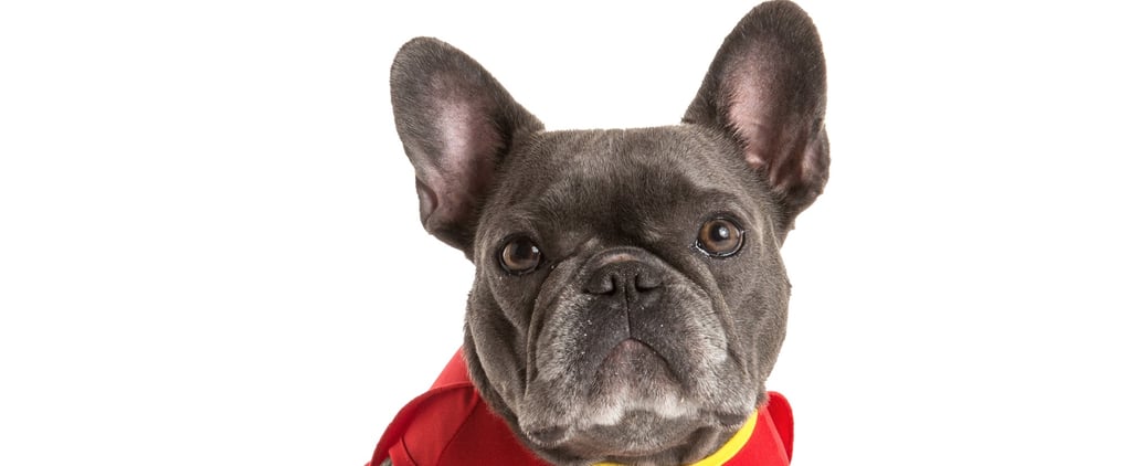 The Most Popular Dog Costumes