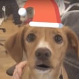 This App Lets You Send Cards Starring Your Dog Because No One Wants a Holiday Card of Just You