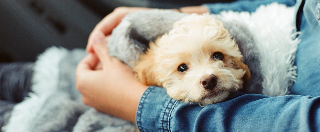 Why I'm Not a Pet Person