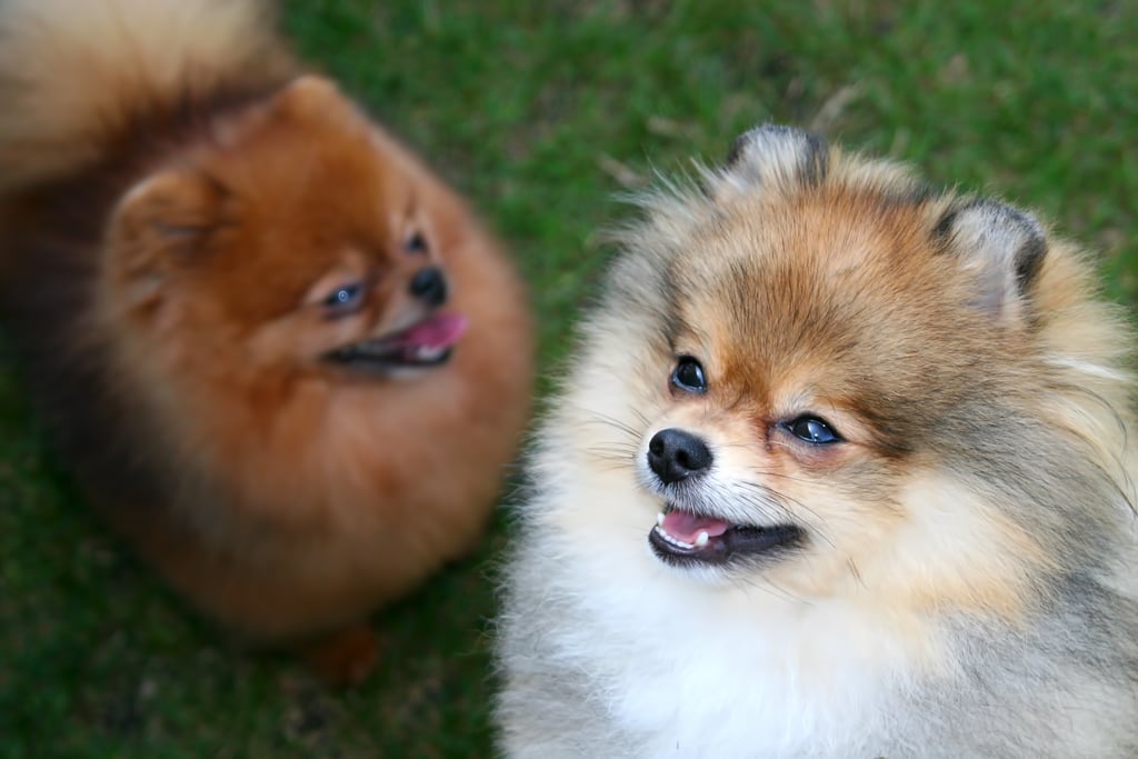 Cute Pomeranian Pictures