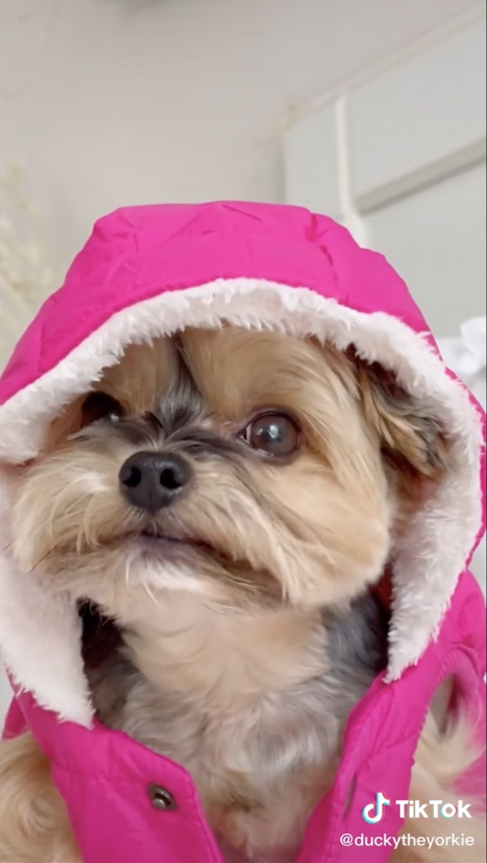 Ducky the Yorkie's Squid Game Halloween Costume TikTok POPSUGAR