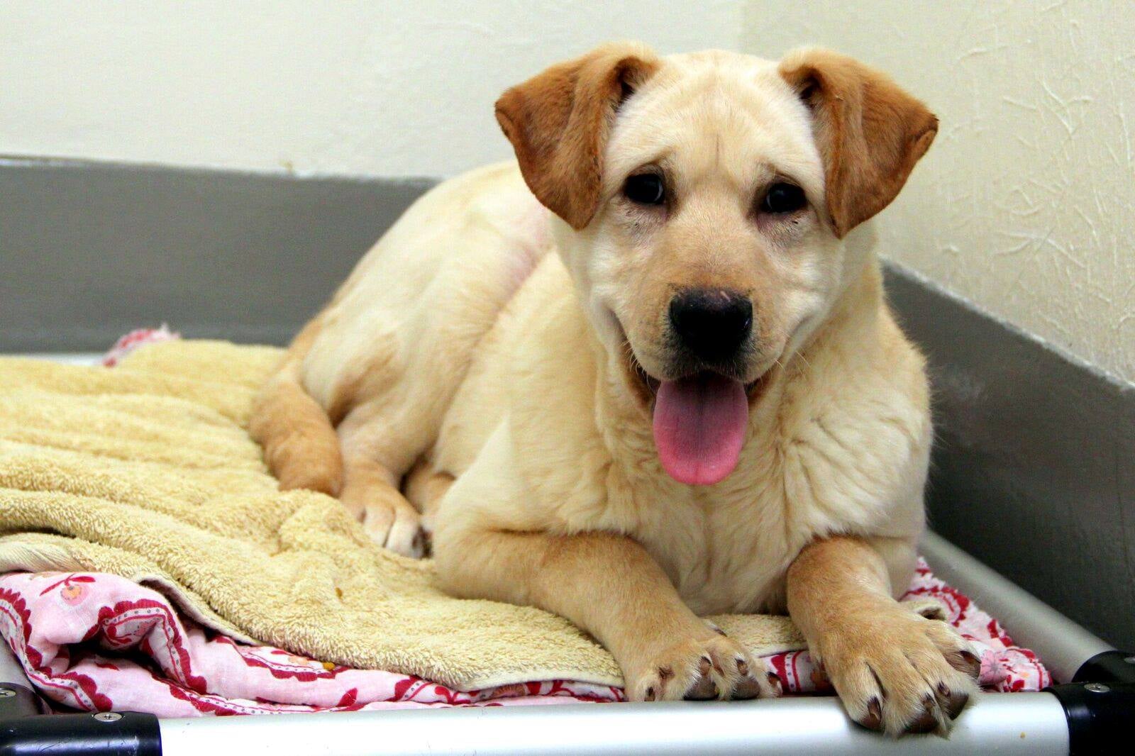 San Francisco SPCA  Korean Dog Meat Farm Rescues POPSUGAR 
