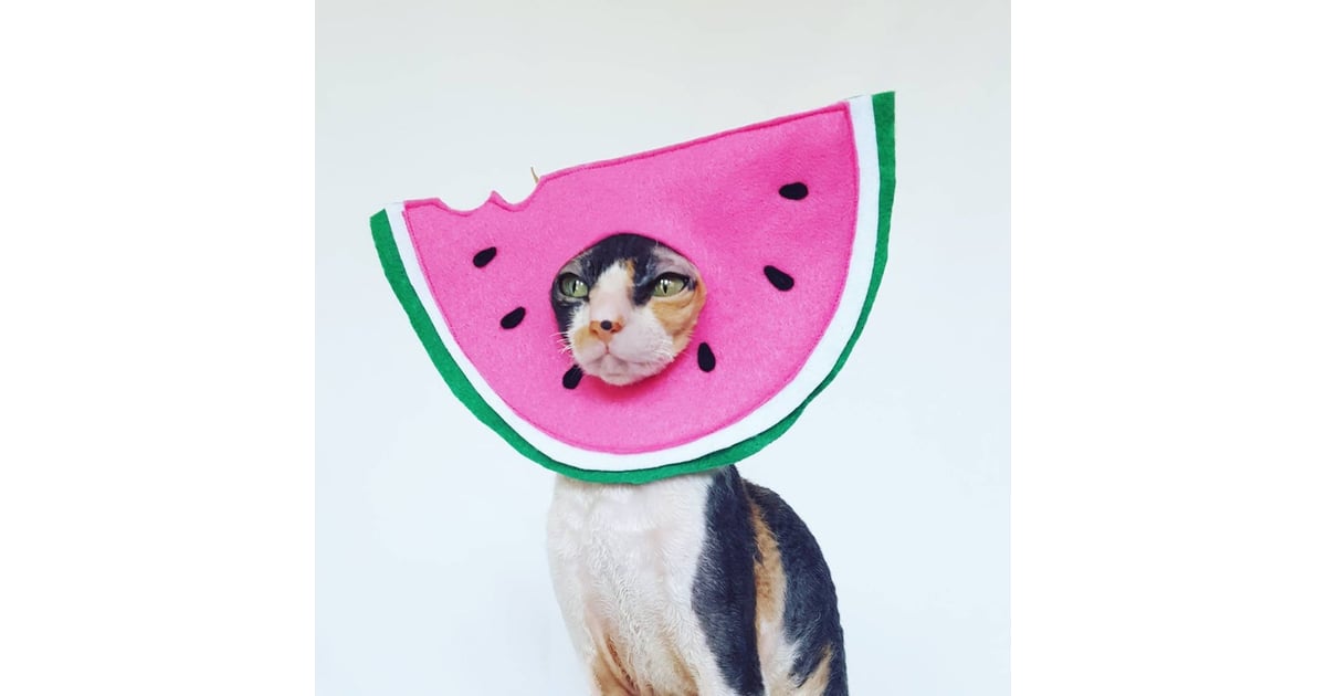 Watermelon Cat Hat Costume Stop What You Re Doing Because These