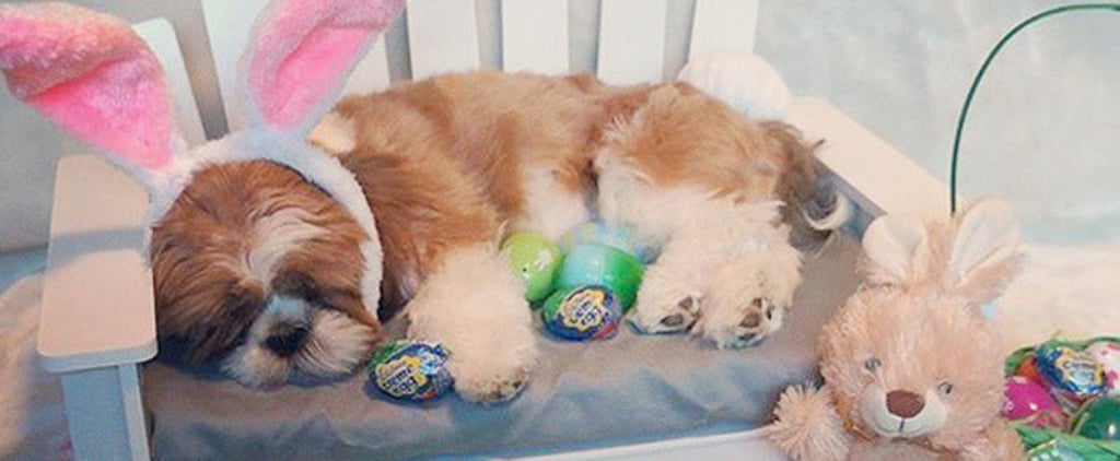 Easter Safety For Pets