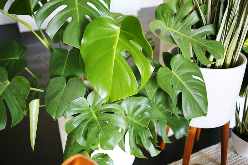 For the Trendy Instagram Addict: Split-Leaf Philodendron