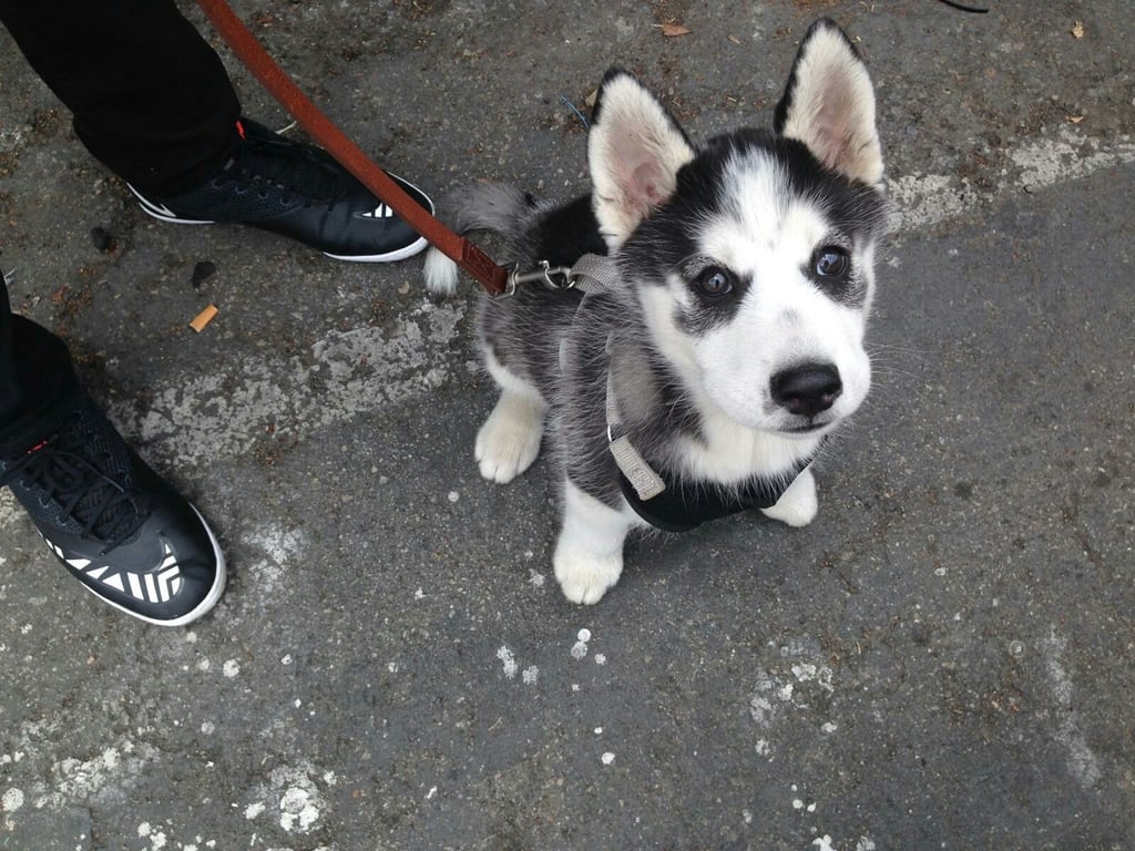 Leash and Collar Everything You Need to Buy For a New Puppy