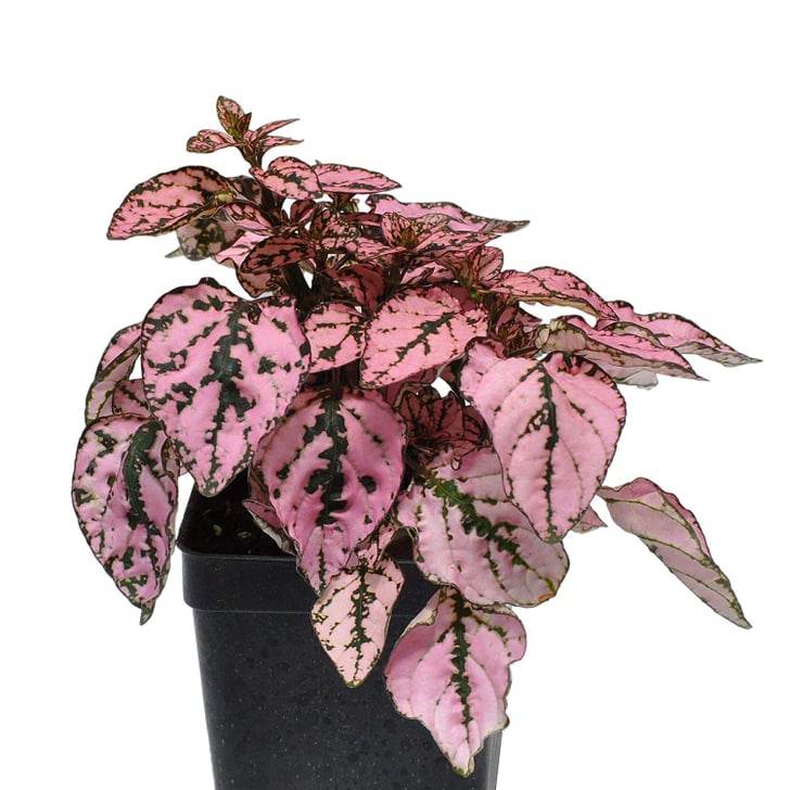 Hypoestes Phyllostachya Where to Buy Pink Houseplants POPSUGAR Home