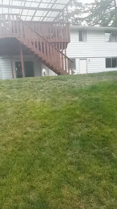 Cute Dog GIFs