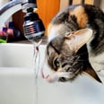 I Cannot Figure Out Why My Cat Begs For Water From the Sink, So I Asked 2 Vets