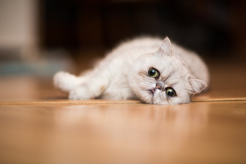 最好的猫品种首次业主:异国短毛猫