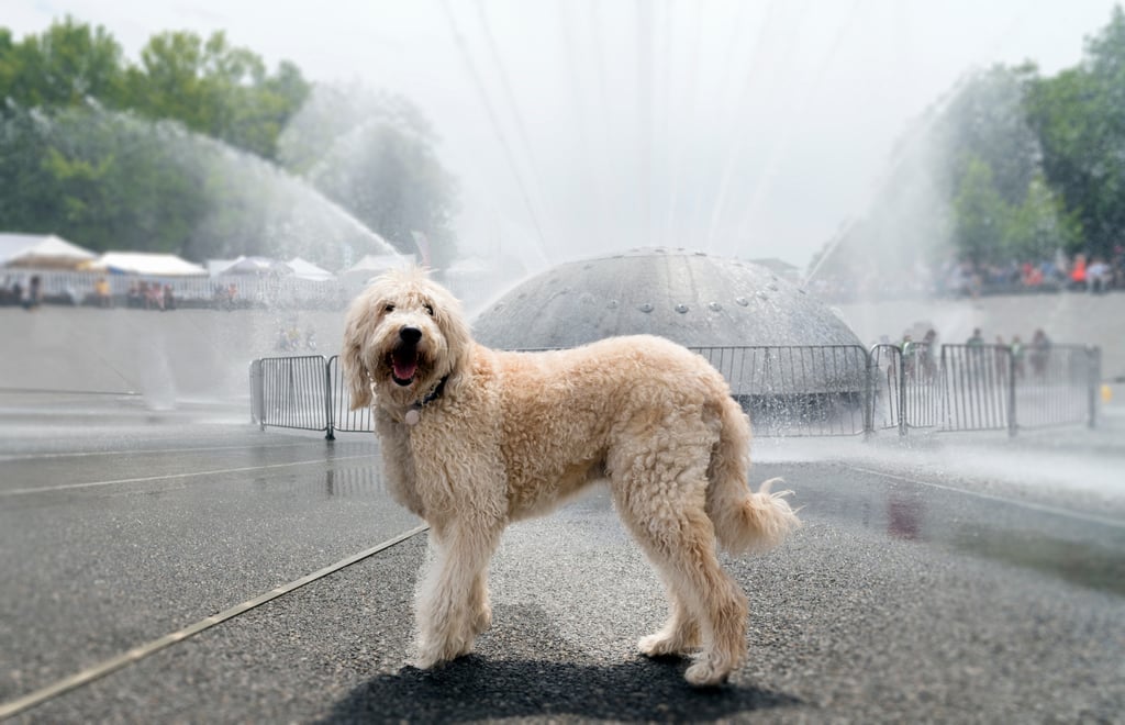 Cute Pictures of Labradoodles