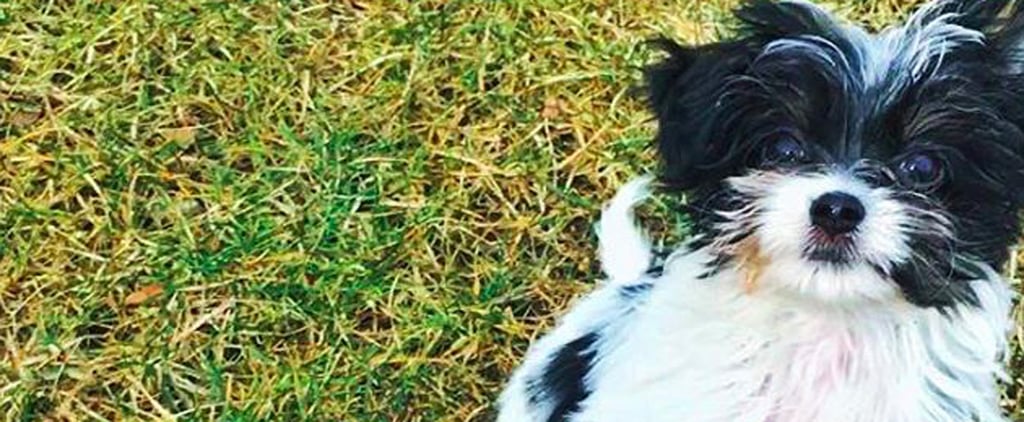 Tom Brady and Gisele Bundchen Adopt New Dog Fluffy