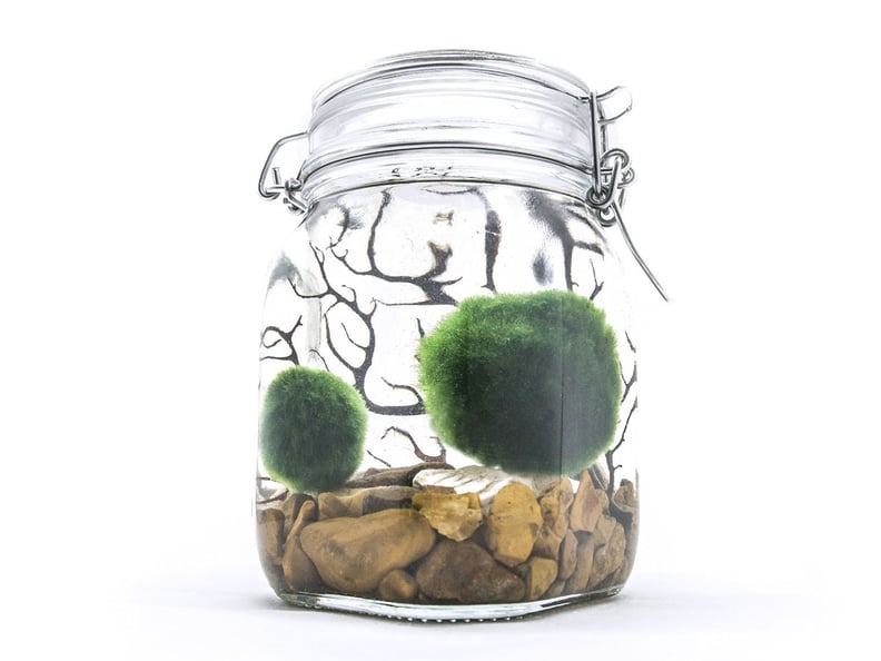 Aquatic Arts Marimo Aquarium Kit