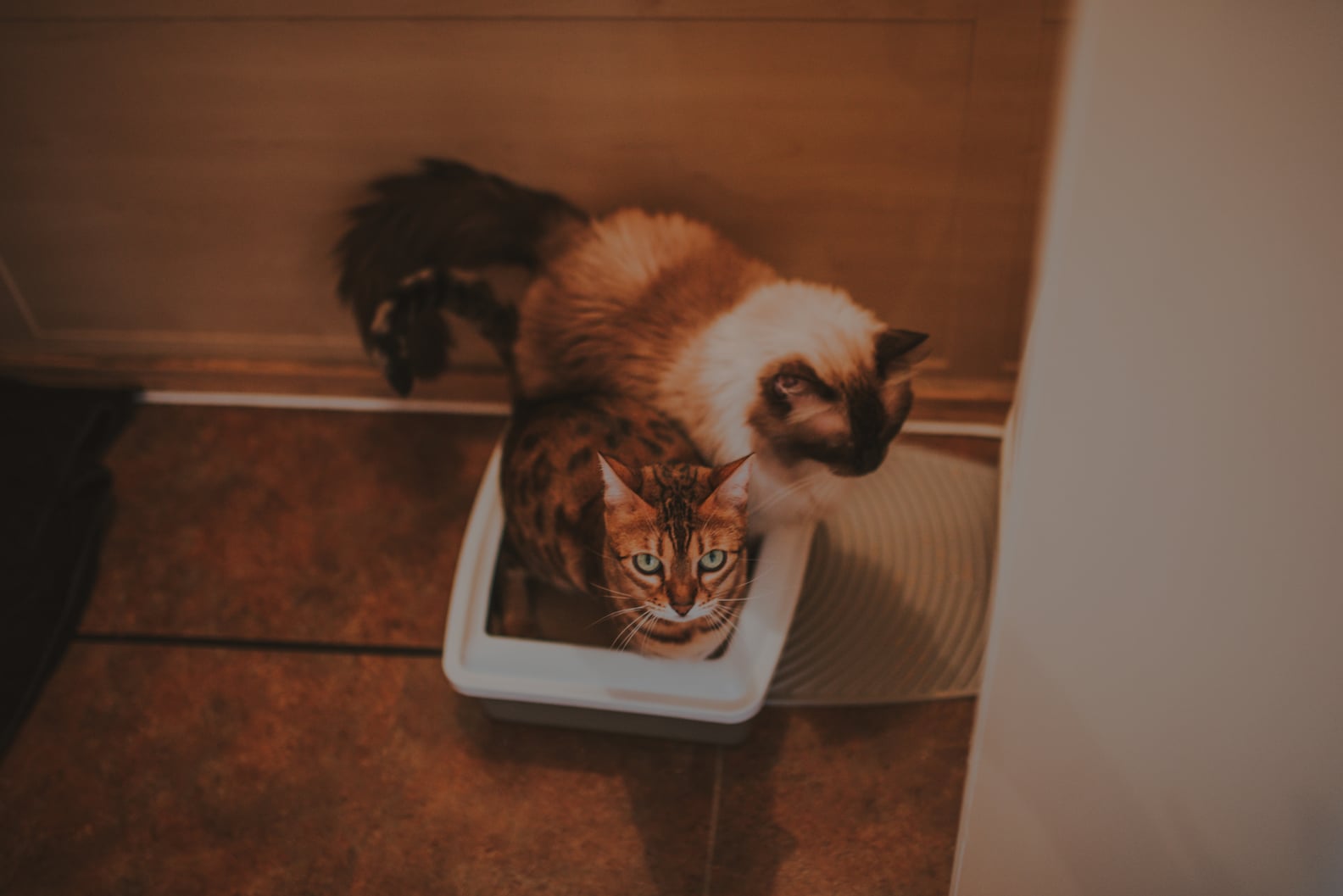 How to Control Litter Box Odor POPSUGAR Pets