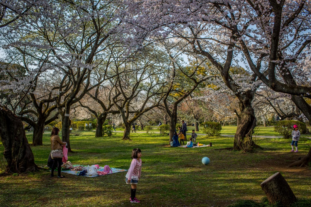 Japanese Cherry Blossoms Pictures | Spring 2014