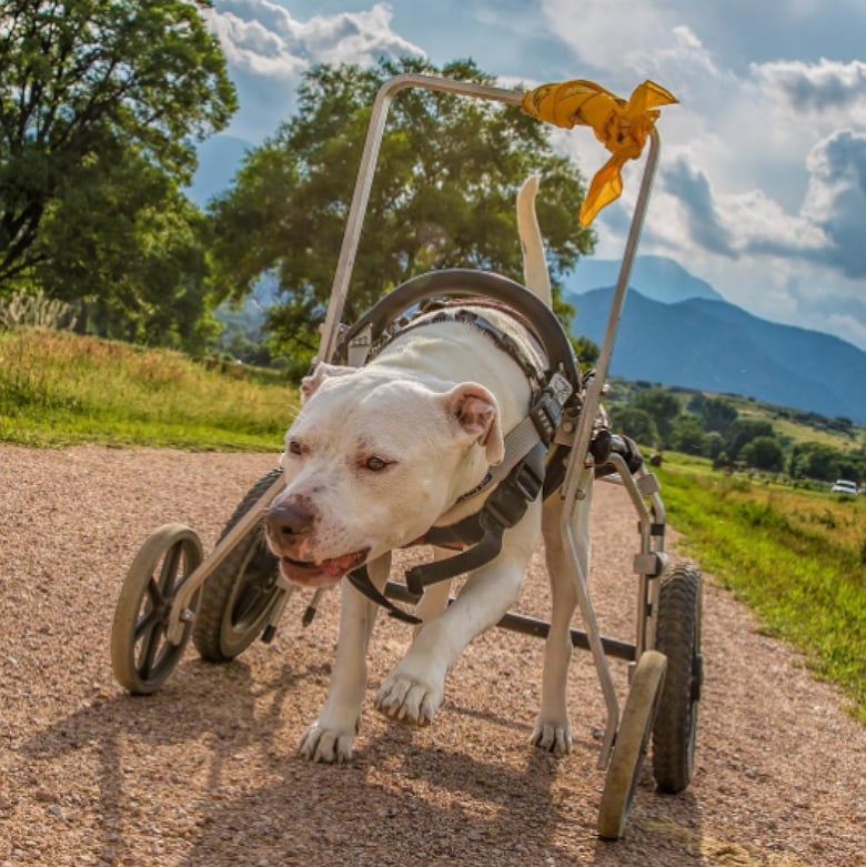 Disabled Dog Gets to Enjoy Adventures With Owner