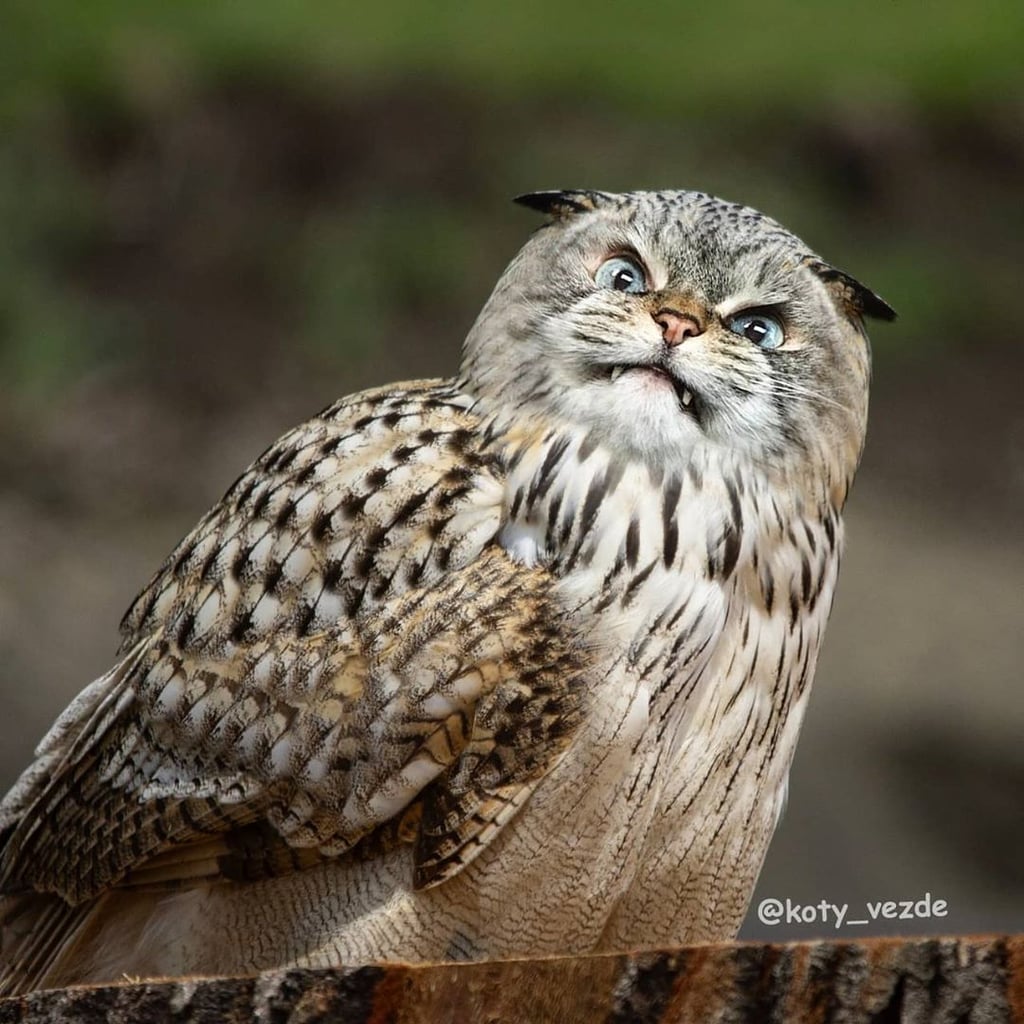 Owl With a Cat's Face