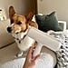Chom Chom Roller Pet Hair Remover Review