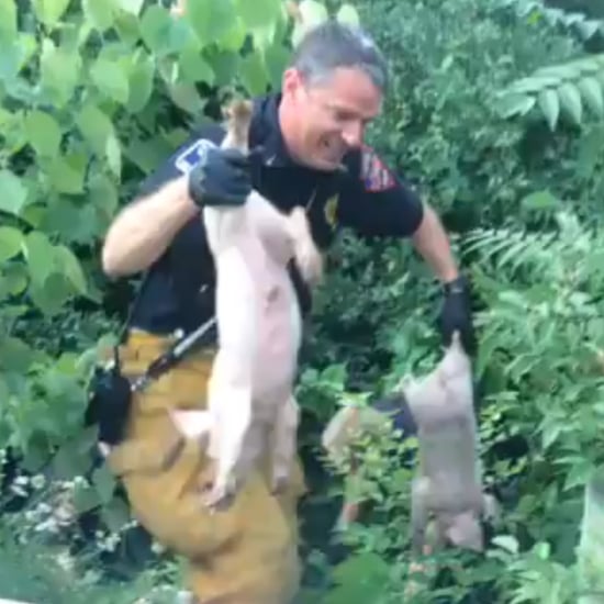 Truck With Piglets Overturns in Ohio