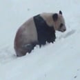 This Cute Panda Is Enjoying the Snow Way More Than We Do