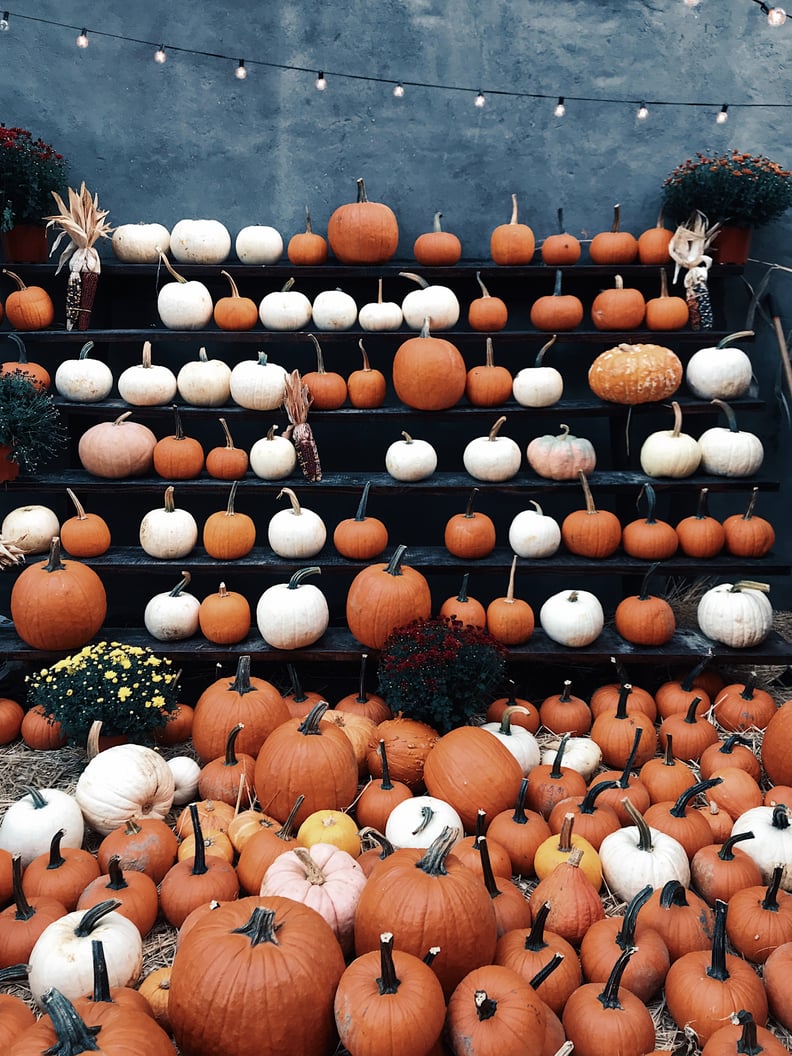 Fall Background: Pumpkin Patch iPhone Wallpaper