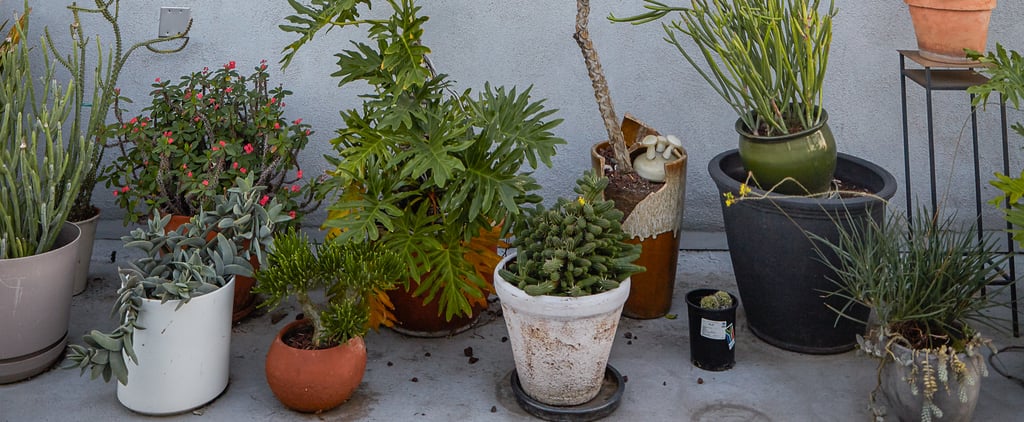 You Can Buy Your Very Own Avocado Tree on Amazon, So Guacamole For Everyone!