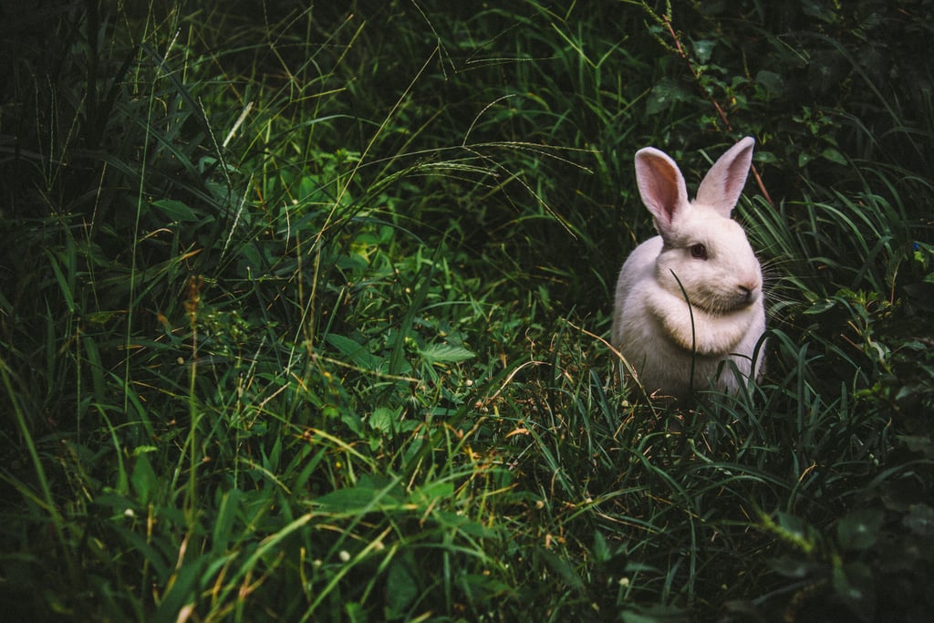 Buy a pet bunny.