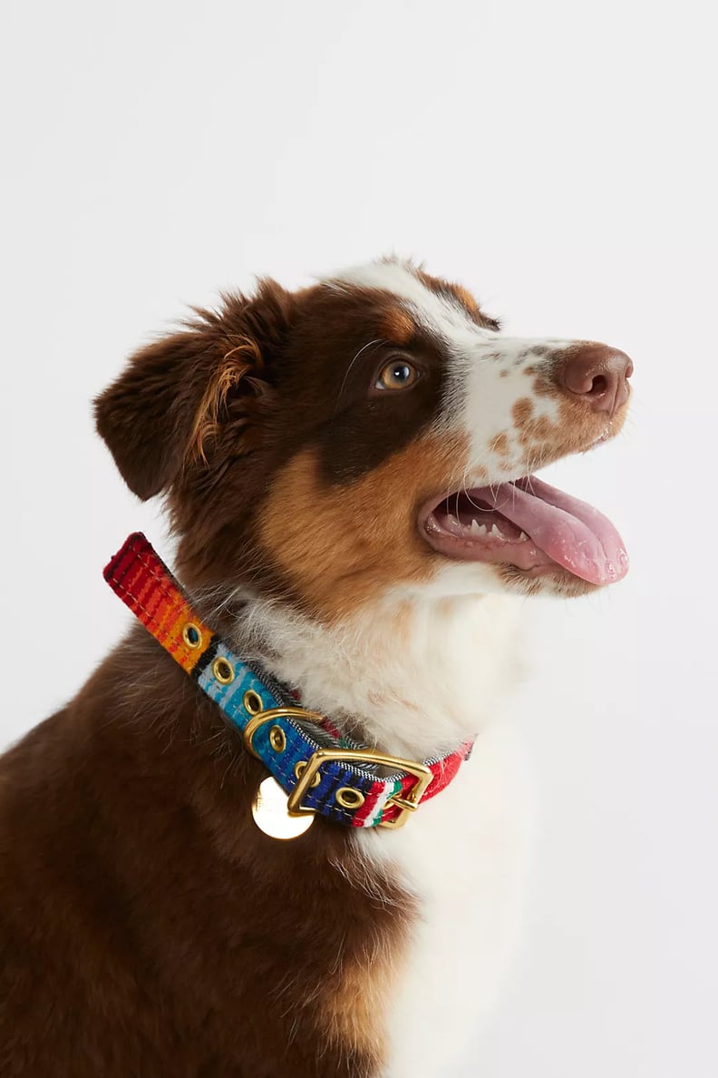 A Cute Dog Collar