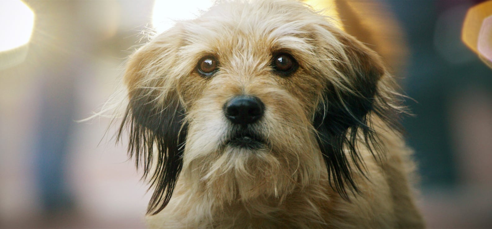 Dog Movies on Netflix POPSUGAR Entertainment