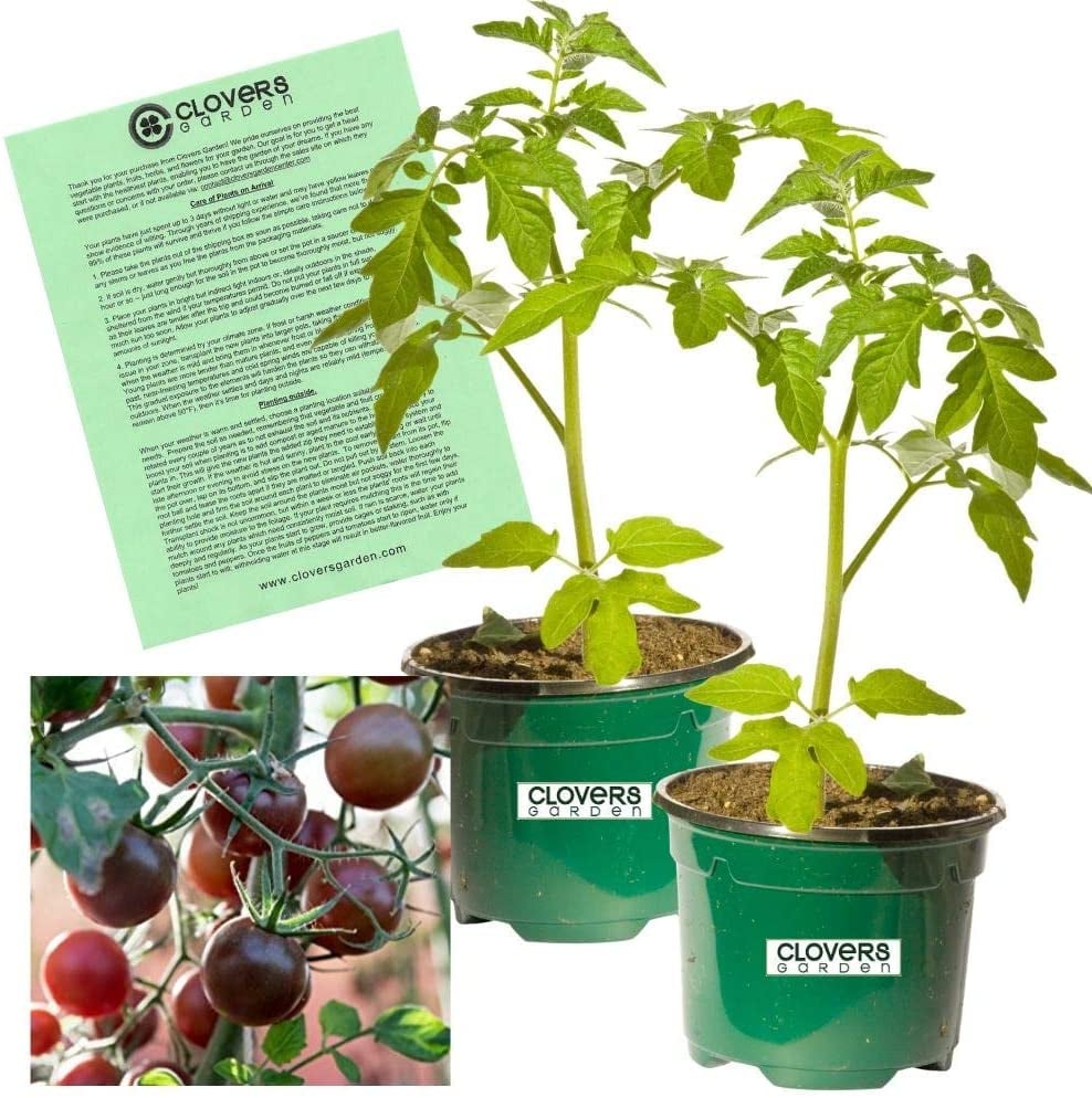 Where To Buy Tomato Plants Online Popsugar Home