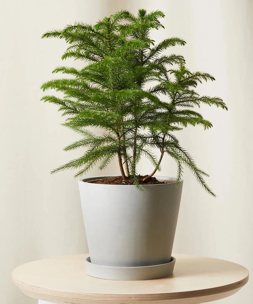 A Festive Planet: Bloomscape Potted Tabletop Norfolk Pine
