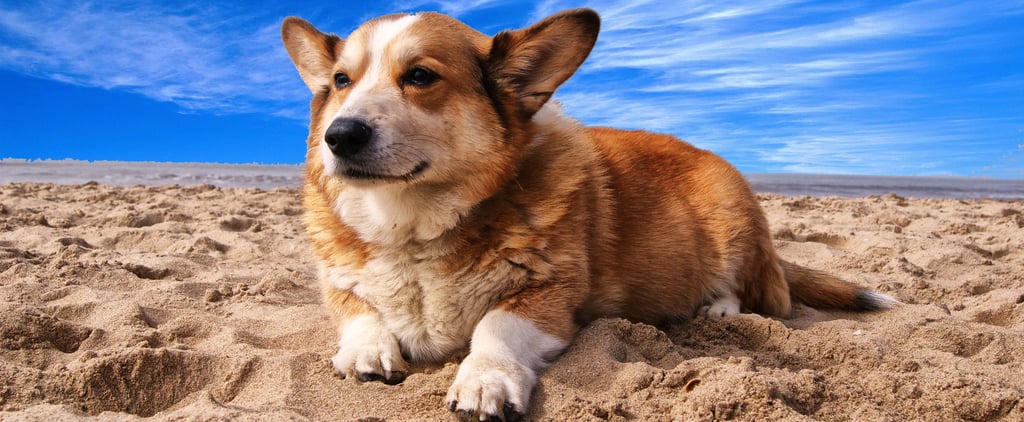 What Happened When My Dog Gained Weight